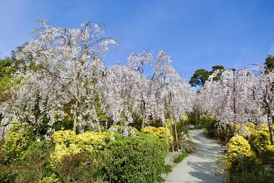 Hanamiyama Shin No Tegamikan